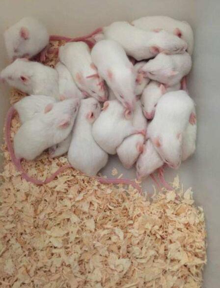 normal mouse serum from china